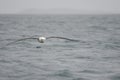 White-capped albatross Thalassarche cauta steadi.