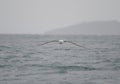 White-capped albatross Thalassarche cauta steadi.