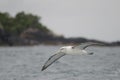 White-capped albatross Thalassarche cauta steadi.