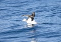 A white-capped albatross, Thalassarche cauta, is taking off gracefully over the water in South Africa