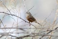 White capped bunting