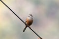 White capped bunting