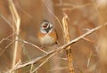 White capped bunting