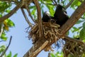 White capped noddy Anous Minutus, Vogel, auf Koralle, Lady Elliott Island, Queensland, Great Barrier Reef, Australien, Ozeanien Royalty Free Stock Photo