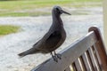 White capped noddy Anous Minutus, Vogel, auf Koralle, Lady Elliott Island, Queensland, Great Barrier Reef, Australien, Ozeanien Royalty Free Stock Photo