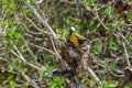 White capped noddy Anous Minutus, Vogel, auf Koralle, Lady Elliott Island, Queensland, Great Barrier Reef, Australien, Ozeanien Royalty Free Stock Photo