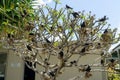 White capped noddy Anous Minutus, Vogel, auf Koralle, Lady Elliott Island, Queensland, Great Barrier Reef, Australien, Ozeanien Royalty Free Stock Photo