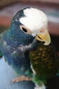 White Capped Pionus Royalty Free Stock Photo
