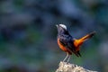 White-capped Redstart perched on the rock with tail lifted up Royalty Free Stock Photo