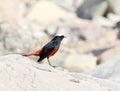 White-capped redstart