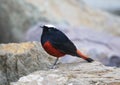 White-capped redstart