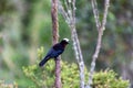 White-capped tanager (Sericossypha albocristata), Santuario del Oso de Anteojos. Wildlife and birdwatching in Colombia