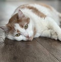 A white and caramel ginger domestic cat is laying on a brown wooden floor.