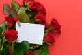 White card with a copy space against the background of red roses, a postcard valentine`s day Royalty Free Stock Photo