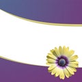 White Card with a single yellow daisy on a blue and purple gradient background.
