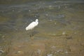 White Caren watch tha fish Royalty Free Stock Photo