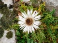 White Carline mountain flower