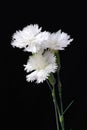 White carnation