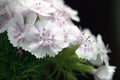 White carnation
