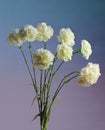 White carnation