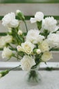 White Carnation Dianthus Flower Bouquet Bloom Summer Time. Vertical image. Royalty Free Stock Photo