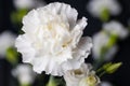 White Carnation Flower head up close