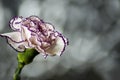 White carnation with garnet edges and bright abstract background Royalty Free Stock Photo