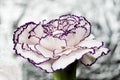 White carnation with garnet edges and bright abstract background Royalty Free Stock Photo