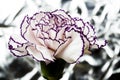 White carnation with garnet edges and bright abstract background Royalty Free Stock Photo