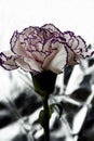 White carnation with garnet edges and bright abstract background Royalty Free Stock Photo