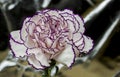 White carnation with garnet edges and bright abstract background Royalty Free Stock Photo