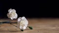 White carnations flowers on an abstract background