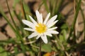 White Carolina Anemone Wildflower Close-up