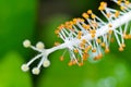 White carpel of the Hibiscus flowers