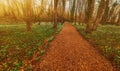 White carpet of snowdrops lining the path of beautiful springtime forest Royalty Free Stock Photo