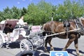 Montreal, 26th June: White Carriage for Sightseeing Tour in Centre Ville of Montreal in Canada