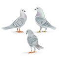 White Carriers pigeons domestic breeds sports birds vintage set three vector animals illustration for design Royalty Free Stock Photo