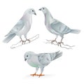 White Carriers pigeons domestic breeds sports birds vintage set two vector animals illustration for design