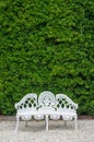 White cast iron chair with the bush Background