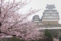 White Castle Himeji Castle in Cherry blossom bloom in foreground Royalty Free Stock Photo