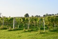 WHITE CASTLE, vineyard in Abergavenny, Wales UK Royalty Free Stock Photo