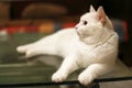 White cat