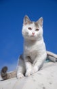 White Cat Royalty Free Stock Photo