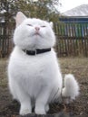 White cat