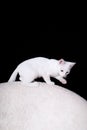 White cat