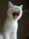 White cat Royalty Free Stock Photo