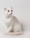 White cat Royalty Free Stock Photo