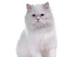 White cat Royalty Free Stock Photo