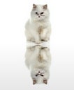 White cat Royalty Free Stock Photo