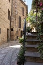 A white cat in an alley in a typical medieval Italian village during a summer day